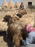Sheep Being Milked in Front of Beehive Houses Built of Brick and Mud, Srouj Village, Syria Photographic Print by Christian Kober