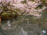 Cherry Blossom, Kenrokuen Garden, Kanazawa City, Ishigawa Prefecture, Honshu Island, Japan Photographic Print by Christian Kober