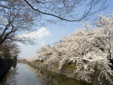 Cherry Blossoms, Matsumoto Castle, Matsumoto City, Nagano Prefecture, Honshu Island, Japan Photographic Print by Christian Kober