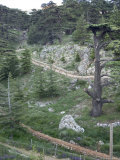 Cedars of Bcharre, Bcharre, Qadisha Valley, North Lebanon, Middle East Photographic Print by Christian Kober Cedars of Bcharre, Bcharre, Qadisha Valley, North Lebanon, Middle East Photographic Print by Christian Kober