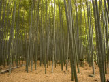 Stone Lantern, Bamboo Forest, Kamakura City, Kanagawa Prefecture, Honshu Island, Japan Photographic Print by Christian Kober
