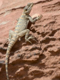Desert Lizard, Petra, Wadi Musa (Mousa), Jordan, Middle East Photographic Print by Christian Kober