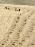 Workers Harvesting Field, Apamea (Qalat at Al-Mudiq), Syria, Middle East Photographic Print by Christian Kober