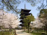 Toji Pagoda, Unesco World Heritage Site, Spring Cherry Blossom, Kyoto City, Honshu Island, Japan Photographic Print by Christian Kober