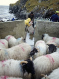Shepherd and Sheep, Harris, Western Isles, Scotland, United Kingdom Photographic Print by Oliviero Olivieri Shepherd and Sheep, Harris, Western Isles, Scotland, United Kingdom Photographic Print by Oliviero Olivieri