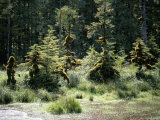 Queen Charlotte Island, British Columbia (B.C.), Canada Photographic Print by Oliviero Olivieri