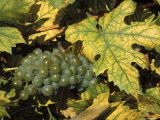 Grapes on Vine Near Village of Sidleny U Milotic, Mutenice Wine Region, Moravia, Czech Republic Photographie par Richard Nebesky