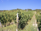 Vineyards in Village of Modra, Bratislava Region, Slovakia Photographic Print by Richard Nebesky