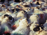 Sheep, Island of Harris, Western Isles, Scotland, United Kingdom Photographic Print by Oliviero Olivieri Sheep, Island of Harris, Western Isles, Scotland, United Kingdom Photographic Print by Oliviero Olivieri
