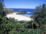 View Over Trees to Trbeach and Bushranger Bay, Mornington Peninsula, Victoria, Australia Photographie par Richard Nebesky