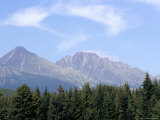 Mountain Pines, Vysoke Tatry Mountains, Vysoke Tatry, Slovakia Photographic Print by Richard Nebesky