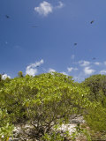 Bird Island, Tikehau, Tuamotu Archipelago, French Polynesia Islands Photographie par Sergio Pitamitz