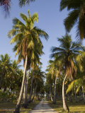 Rangiroa, Tuamotu Archipelago, French Polynesia Islands Photographie par Sergio Pitamitz