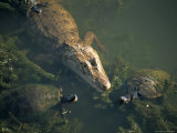 Common Caiman and Mesoamerican Slider Turtle, River Chagres, Soberania Forest National Park, Panama Photographic Print by Sergio Pitamitz
