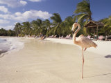 Flamingo, Sonesta Island, Aruba, West Indies, Dutch Caribbean, Central America Photographie par Sergio Pitamitz