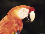 Parrot, Aruba, West Indies, Dutch Caribbean, Central America Photographic Print by Sergio Pitamitz