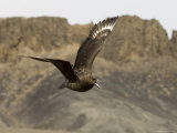 South Polar Skua (Stercorarius Maccormicki), Telephone Bay, Deception Island, Antarctica Photographic Print by Sergio Pitamitz