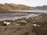 Telephone Bay, Deception Island, South Shetland Islands, Antarctica, Polar Regions Lámina fotográfica por Sergio Pitamitz