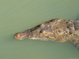 Crocodile, Black River, St. Elizabeth, Jamaica, West Indies, Central America Photographic Print by Sergio Pitamitz