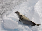 Crabeater Seal (Lobodon Carcinophagus), Lemaire Channel, Antarctic Peninsula, Antarctica Photographic Print by Sergio Pitamitz