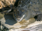 Crocodile, Black River, St. Elizabeth, Jamaica, West Indies, Central America Photographic Print by Sergio Pitamitz