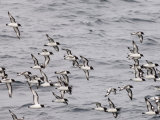 Cape Petrels (Daption Capense), Antarctica, Polar Regions Photographie par Sergio Pitamitz