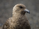 South Polar Skua (Stercorarius Maccormicki), Telephone Bay, Deception Island, Antarctica Photographic Print by Sergio Pitamitz