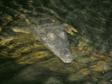 Crocodile, Black River, St. Elizabeth, Jamaica, West Indies, Central America Photographic Print by Sergio Pitamitz