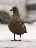 South Polar Skua (Stercorarius Maccormicki), Petermann Island, Lemaire Channel, Antarctica Photographic Print by Sergio Pitamitz