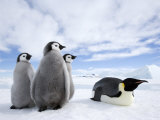 Emperor Penguin (Aptenodytes Forsteri) and Chicks, Snow Hill Island, Weddell Sea, Antarctica Photographic Print by Thorsten Milse