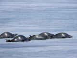 Weddell Seal (Leptonychotes Weddellii), Weddell Sea, Antarctic Peninsula, Antarctica, Polar Regions Photographic Print by Thorsten Milse