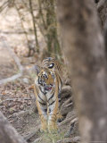 Bengal Tiger, Panthera Tigris Tigris, Bandhavgarh National Park, Madhya Pradesh, India Photographic Print by Thorsten Milse