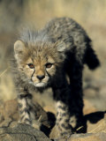 Cheetah Cub, Acinonyx Jubatus, Duesternbrook Private Game Reserve, Windhoek, Namibia, Africa Photographic Print by Thorsten Milse