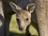 Eastern Grey Kangaroo (Macropus Fuliginosus), Marramarang National Park, New South Wales, Australia Lámina fotográfica por Thorsten Milse