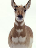 African Antelope, Captive Lámina fotográfica por James Gritz African Antelope, Captive Lámina fotográfica por James Gritz