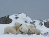 Polar Bears (Ursus Maritimus), Churchill, Hudson Bay, Manitoba, Canada Photographic Print by Thorsten Milse