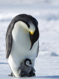 Emperor Penguin (Aptenodytes Forsteri) and Chick, Snow Hill Island, Weddell Sea, Antarctica Photographie par Thorsten Milse