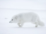 Arctic Fox (Polar Fox) (Alopex Lagopus), Churchill, Hudson Bay, Manitoba, Canada Photographic Print by Thorsten Milse