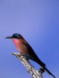 Carmine Bee-Eater, Merops Nubicus, Chobe National Park, Botswana, Africa Photographic Print by Thorsten Milse