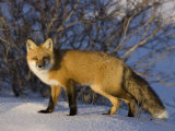 Thorsten Milse - Redfox (Vulpes Vulpes), Churchill, Hudson Bay, Manitoba, Canada Fotografická reprodukce Thorsten Milse - Redfox (Vulpes Vulpes), Churchill, Hudson Bay, Manitoba, Canada Fotografická reprodukce