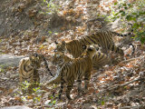 Bengal Tigers, Panthera Tigris Tigris, Bandhavgarh National Park, Madhya Pradesh, India Photographic Print by Thorsten Milse