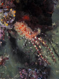 Marine Life, Underwater Photographic Print by James Gritz