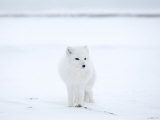 Arctic Fox (Polar Fox) (Alopex Lagopus), Churchill, Hudson Bay, Manitoba, Canada Photographic Print by Thorsten Milse