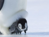 Emperor Penguin Chick (Aptenodytes Forsteri), Snow Hill Island, Weddell Sea, Antarctica Photographic Print by Thorsten Milse
