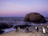 African (Jackass) Penguins, (Sphensiscus Demersus), Cape Town, South Africa, Africa Photographic Print by Thorsten Milse