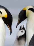 Emperor Penguins (Aptenodytes Forsteri) and Chick, Snow Hill Island, Weddell Sea, Antarctica Photographic Print by Thorsten Milse