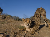 Cheetah, Acinonyx Jubatus, Duesternbrook Private Game Reserve, Windhoek, Namibia, Africa Photographic Print by Thorsten Milse