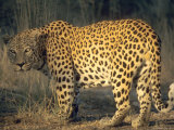 Leopard, Panthera Pardus, Duesternbrook Private Game Reserve, Windhoek, Namibia, Africa Photographic Print by Thorsten Milse