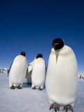 Emperor Penguins (Aptenodytes Forsteri), Snow Hill Island, Weddell Sea, Antarctica, Polar Regions Photographic Print by Thorsten Milse
