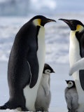 Emperor Penguins (Aptenodytes Forsteri) and Chicks, Snow Hill Island, Weddell Sea, Antarctica Photographie par Thorsten Milse